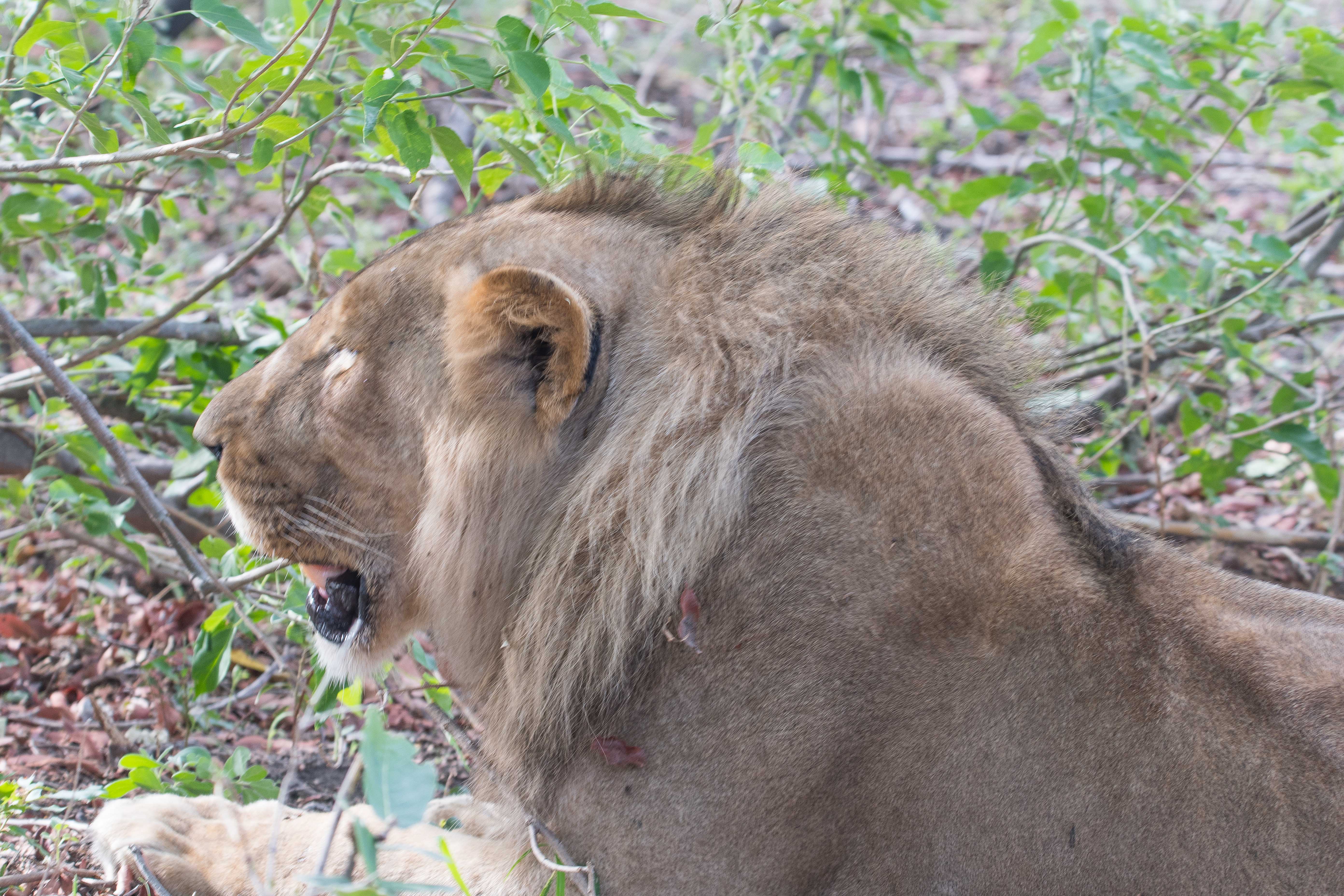 Lion d'Afrique (Lion, Panthera leo), portrait d'un jeune mâle d'environ 2 ans, Shinde, Delta de l'Okavango, Botswana.